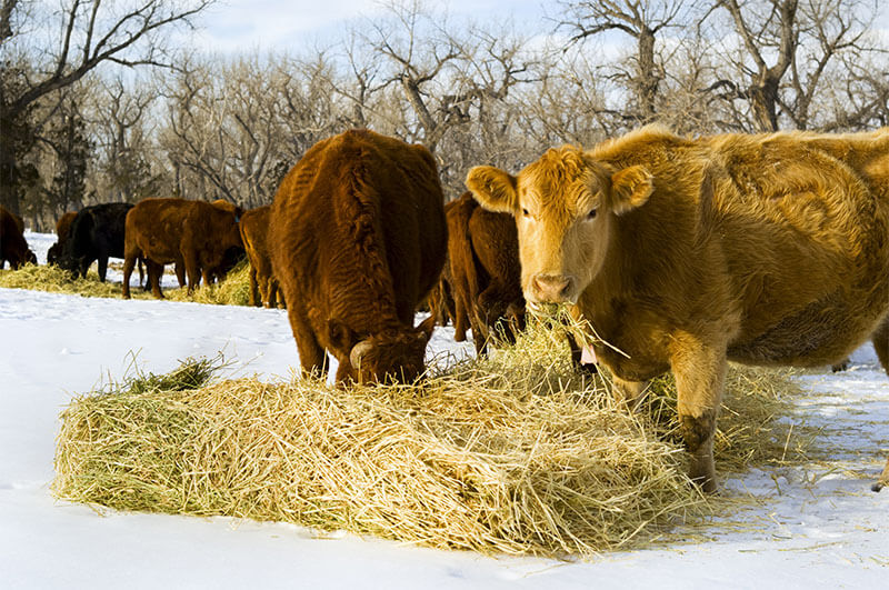 Do straw and chaff make good forages for cattle?