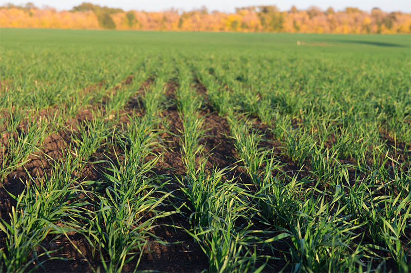 Diversifying crop rotations improves environmental outcomes while